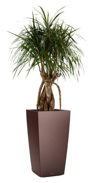 Potted Dracaena Marginata House Plant in LECHUZA CUBICO Espresso Metallic Self-watering Planter, Total Height 150 cm