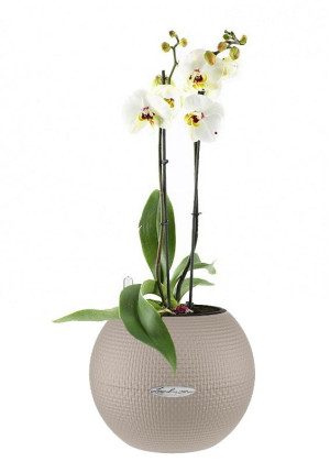 Potted Blooming Phalaenopsis Orchid House Plant in LECHUZA-PURO Sand Brown Self-watering Planter, Total Height 60 cm