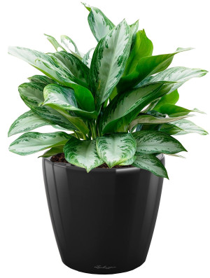 Potted Aglaonema Silver Bay House Plant in LECHUZA CLASSICO LS Black High Gloss Self-watering Planter, Total Height 90 cm