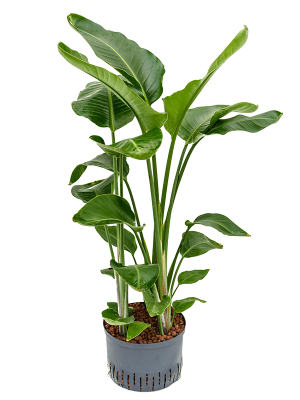 Strelitzia nicolai Bird of Paradise White W60 H(80-100) cm Live Plant, Potsize D28 cm