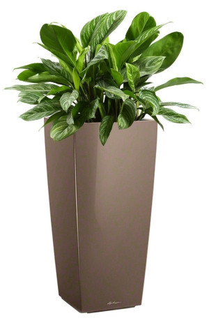 Potted Aglaonema Stripes House Plant in LECHUZA CUBICO Shiny Taupe Self-watering Planter, Total Height 125 cm