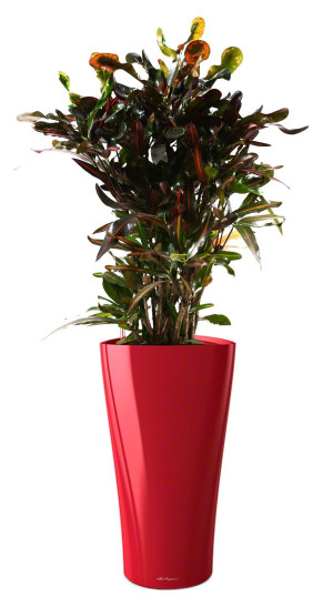 Potted Codiaeum Mammy House Plant in LECHUZA DELTA Scarlet Red High Gloss Self-watering Planter, Total Height 150 cm