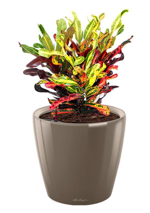 Potted Codiaeum Mammy House Plant in LECHUZA CLASSICO LS Shiny Taupe Self-watering Planter, Total Height 45 cm