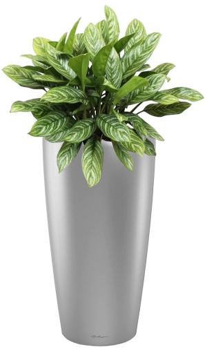Potted Aglaonema Stripes House Plant in LECHUZA RONDO Silver Metallic Self-watering Planter, Total Height 80 cm