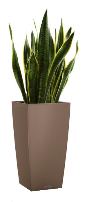 Potted Sansevieria Laurentii House Plant in LECHUZA CUBICO Color Nutmeg Self-watering Planter, Total Height 80 cm