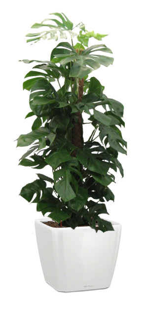 Potted Monstera Deliciosa House Plant in LECHUZA QUADRO LS White High Gloss Self-watering Planter, Total Height 170 cm