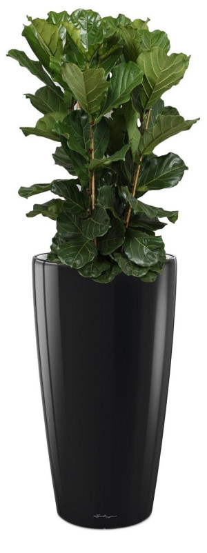 Potted Ficus Lyrata House Plant in LECHUZA RONDO Black High Gloss Self-watering Planter, Total Height 160 cm