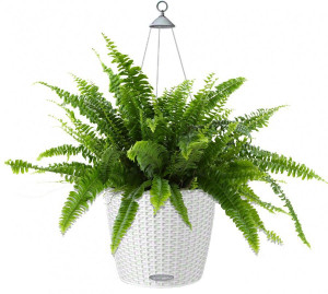 Potted Nephrolepis Exaltata (Sword Fern) House Plant in LECHUZA NIDO Cottage White Self-watering Planter, Total Height 70 cm