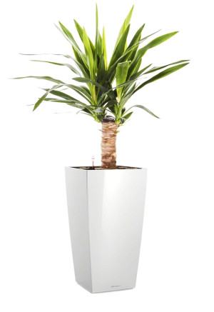 Potted Yucca House Plant in LECHUZA CUBICO White High Gloss Self-watering Planter, Total Height 70 cm
