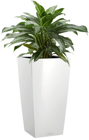 Potted Aglaonema Silver Bay House Plant in LECHUZA CUBICO White High Gloss Self-watering Planter, Total Height 85 cm