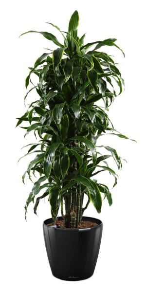 Potted Dracaena Fragrans Arturo House Plant in LECHUZA CLASSICO LS Black High Gloss Self-watering Planter, Total Height 150 cm