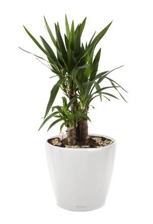 Potted Yucca House Plant in LECHUZA CLASSICO LS White High Gloss Self-watering Planter, Total Height 80 cm