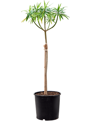 Euphorbia dendroides (120-150) W50 H(108-135) cm, Potsize D32 cm