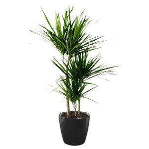 Potted Dracaena Marginata House Plant in LECHUZA CLASSICO LS Black High Gloss Self-watering Planter, Total Height 120 cm