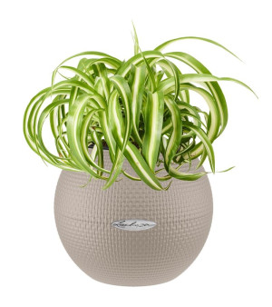 Potted Chlorophytum Bonnie House Plant in LECHUZA-PURO Sand Brown Self-watering Planter, Total Height 30 cm