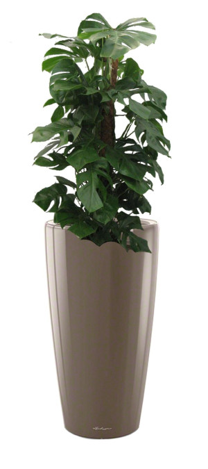 Potted Monstera Deliciosa House Plant in LECHUZA RONDO Shiny Taupe Self-watering Planter, Total Height 150 cm