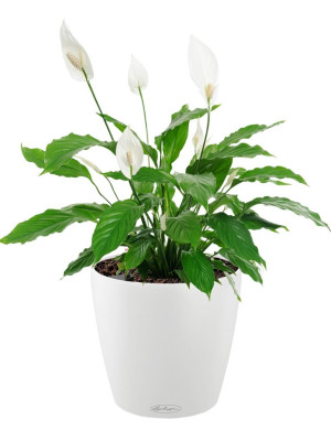 Potted Blooming Spathiphyllum House Plant in LECHUZA CLASSICO Color White Self-watering Planter, Total Height 45 cm