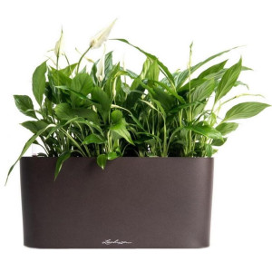Potted Blooming Spathiphyllum Sweet Chico House Plant in LECHUZA DELTA Charcoal Metallic Self-watering Planter, Total Height 50 cm