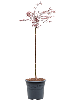 Acer palmatum \'Crimson Queen\' (100-140) W80 H(100-120) cm, Potsize D32 cm