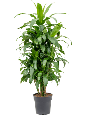 Impressive Corn Plant Dracaena fragrans \'Janet Craig\' Tall Indoor House Plants Trees W60 H(120-150) cm, Potsize D30 cm