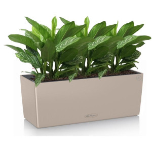 Potted Aglaonema Stripes House Plant in LECHUZA BALCONERA Color Sand Brown Self-watering Planter, Total Height 45 cm