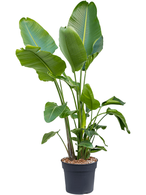 Tropical Bird of Paradise Strelitzia nicolai Indoor House Plants W90 H(160-200) cm, Potsize D38 cm
