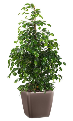 Potted Ficus Benjamina Danielle House Plant in LECHUZA QUADRO LS Espresso Metallic Self-watering Planter, Total Height 120 cm