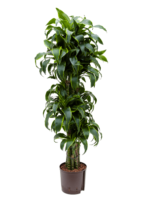 Dracaena fragrans \'Dorado\' Corn Plant W50 H(100-130) cm Live Plant, Potsize D22 cm