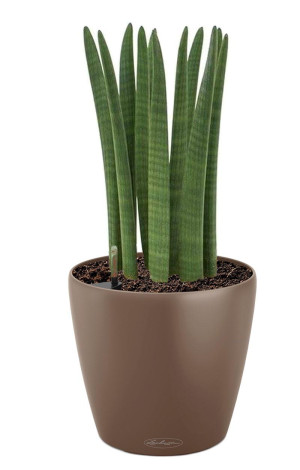 Potted Sansevieria Cylindrica House Plant in LECHUZA CLASSICO Color Nutmeg Self-watering Planter, Total Height 55 cm