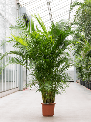 Tropical Golden Cane Palm Dypsis (Areca) lutescens Indoor House Plants W120 H(170-210) cm, Potsize D30 cm