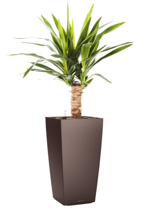Potted Yucca House Plant in LECHUZA CUBICO Espresso Metallic Self-watering Planter, Total Height 70 cm