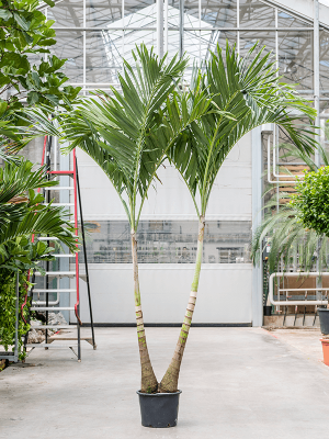 Lush Manila Palm Veitchia (Adonidia) merrillii Indoor House Plants W180 H(190-240) cm, Potsize D35 cm