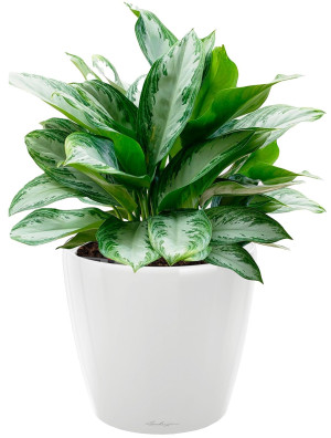Potted Aglaonema Silver Bay House Plant in LECHUZA CLASSICO LS White High Gloss Self-watering Planter, Total Height 90 cm