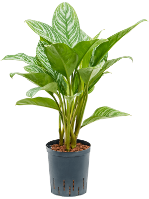 Aglaonema \'Stripes\' Chinese Evergreen W35 H(50-60) cm Live Plant, Potsize D18 cm