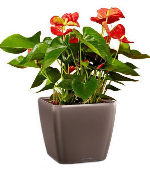 Potted Blooming Anthurium Andraeanum Scarlet House Plant in LECHUZA QUADRO LS Espresso Metallic Self-watering Planter, Total Height 50 cm