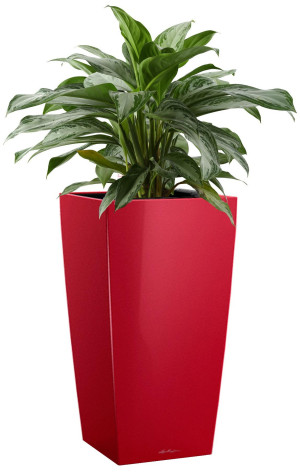 Potted Aglaonema Silver Bay House Plant in LECHUZA CUBICO Scarlet Red High Gloss Self-watering Planter, Total Height 85 cm