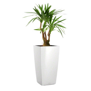 Potted Yucca House Plant in LECHUZA CUBICO White High Gloss Self-watering Planter, Total Height 110 cm