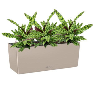 Potted Calathea Lancifolia House Plant in LECHUZA BALCONERA Color Sand Brown Self-watering Planter, Total Height 60 cm