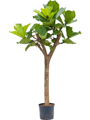 Ficus lyrata Fiddle Leaf Fig Tree W60 H(100-120) cm Live Plant, Potsize D22 cm