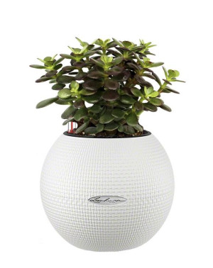Potted Crassula Ovata Minor Money House Plant in LECHUZA-PURO White Self-watering Planter, Total Height 30 cm