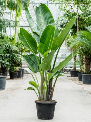 Tropical Bird of Paradise Strelitzia nicolai Indoor House Plants (180-240) W120 H(180-220) cm, Potsize D48 cm