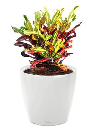 Potted Codiaeum Mammy House Plant in LECHUZA CLASSICO LS White High Gloss Self-watering Planter, Total Height 45 cm