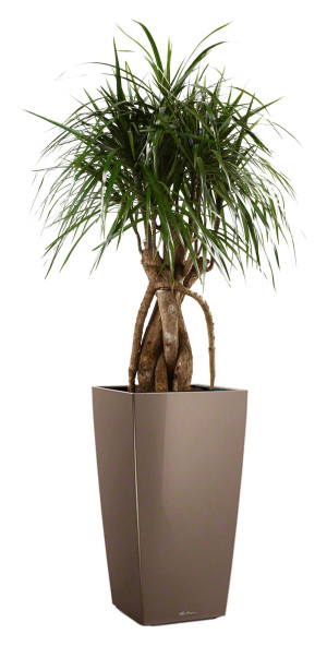 Potted Dracaena Marginata House Plant in LECHUZA CUBICO Shiny Taupe Self-watering Planter, Total Height 150 cm