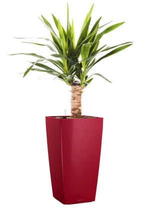 Potted Yucca House Plant in LECHUZA CUBICO Scarlet Red High Gloss Self-watering Planter, Total Height 70 cm