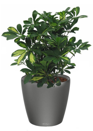 Potted Schefflera House Plant in LECHUZA CLASSICO LS Charcoal Metallic Self-watering Planter, Total Height 60 cm