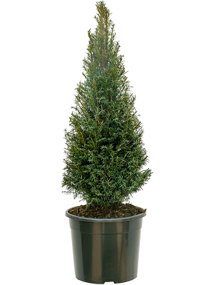Taxus baccata W40 H(90-110) cm, Potsize D34 cm