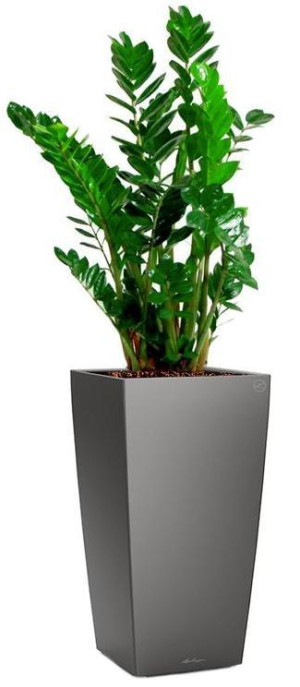 Potted Zamioculcas Zamiifolia House Plant in LECHUZA CUBICO Charcoal Metallic Self-watering Planter, Total Height 150 cm