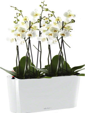 Potted Blooming Phalaenopsis Orchid House Plant in LECHUZA DELTA White High Gloss Self-watering Planter, Total Height 60 cm