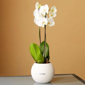 Potted Blooming Phalaenopsis Orchid House Plant in LECHUZA-PURO White Self-watering Planter, Total Height 60 cm