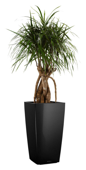 Potted Dracaena Marginata House Plant in LECHUZA CUBICO Black High Gloss Self-watering Planter, Total Height 150 cm